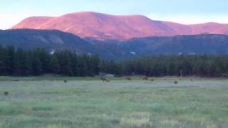 Cow elk herd near Nutrioso AZ [upl. by Macomber925]