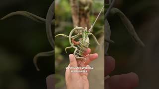 Plantas aéreas tillandsias [upl. by Ociral]