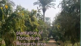 Landscape of new Floriculture field  modern Agri Techniques amp landscaping [upl. by Alben565]