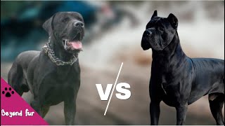 Serbian Defense Dog vs Cane Corso – Fight Comparison [upl. by Kress]