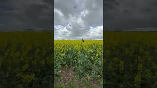 Australia canola fields travel shortviral [upl. by Ebberta]