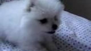 Adorable white pomeranian puppy barking [upl. by Roch]