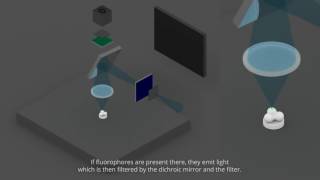 fluorescence and confocal microscopies [upl. by Allets]