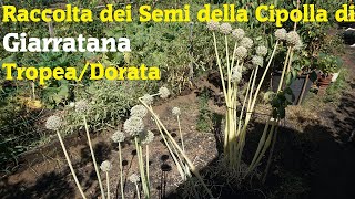 Dalla Semina alla Raccolta dei Semi della Cipolla di GiarratanaTropeaDorata [upl. by Armalda]