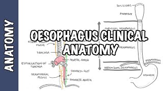 The Oesophagus Esophagus  Clinical Anatomy [upl. by Holna853]