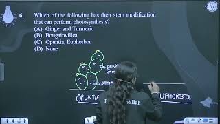 Which of the following has their stem modification that can perform photosynthesis [upl. by Nirhtak824]