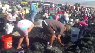 Hanksite Crystal Digging in the mud at Searles Lake in Trona CAKay amp LarryOct 11 2014 [upl. by Amehr728]