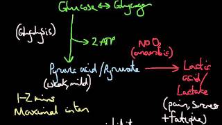 Lactic acid system [upl. by Michaele641]