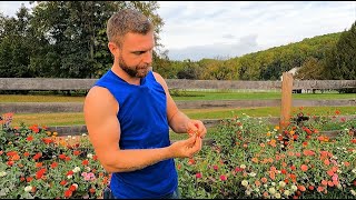 Saving Zinnia Seeds for Next Years Unique Mix [upl. by Milly192]