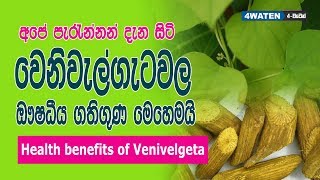 වෙනිවැල් ගැටවල ඖෂධීය ගුණ  Health benefits of Venivelgeta [upl. by Oderfodog]