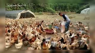 free range chicken farming [upl. by Ahiel]