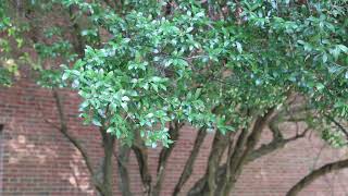 Yaupon holly Ilex vomitoria  Plant Identification [upl. by Macintyre]