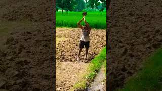 Khet me Kisan ka beta Dharti chir kar anaaj uthata haivideo kisan viralvideo [upl. by Carena366]