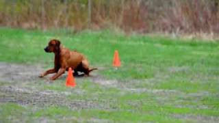 Rhodesian Ridgeback Obedience [upl. by Cecile736]