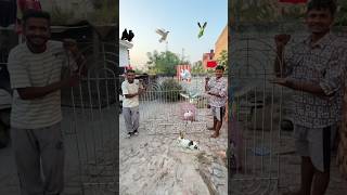 New pet house ka kaam start👍 petlover minivlog kabutarvlog pigeon pets mastercage [upl. by Petulia]