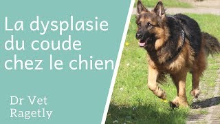 La dysplasie du coude chez le chien [upl. by Dylana199]