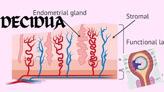 Decidua  Changes In The Endometrium Decidual Reaction  Obstetrics And GynecologyNursing [upl. by Fleisig537]