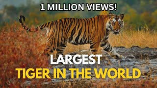 Largest Tiger in the World [upl. by Yrrehs]