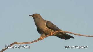 Kukačka obecná  Cuculus canorus  Cuckoo Kuckuck [upl. by Akisey]