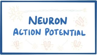 Neuron action potential  physiology [upl. by Ayahc]