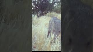 Javelina parade javelina wildlife trailcam [upl. by Garratt]