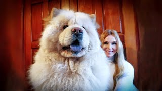 THE CHOW CHOW DOG  Fierce or Friendly 松狮犬 [upl. by Sladen]