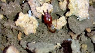 termites Macrotermes bellicosus termite soldier [upl. by Ojibbob]