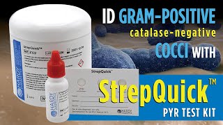 StrepQuick™ PYR Test Kit for rapid Group A Strep Identification [upl. by Karoly]