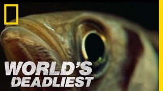 Fish quotShootsquot Prey with Water  Worlds Deadliest [upl. by Eseeryt]