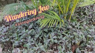 Wandering Jew ll 58 [upl. by Avis]