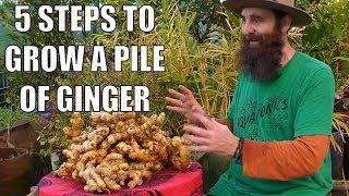 5 Steps to Grow a PILE of Ginger  From Planting to Harvest [upl. by Grefe]