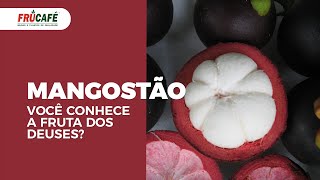 MANGOSTÃO você conhece essa Fruta o Manjar dos Deuses [upl. by Cooe308]