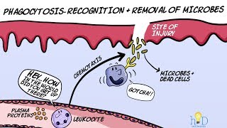 Phagocytosis  Recognition and Removal of Microbes during Inflammation [upl. by Avad]