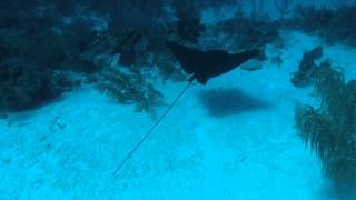 Spotted Eagle Ray Aetobatus narinari in the Cayman Islands [upl. by Solnit]