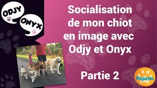 Comment socialiser mon chiot  Partie 2 [upl. by Ailed]