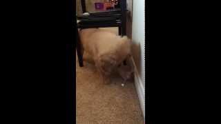 Puppy Plays and Barks at Door Stop [upl. by Natka295]