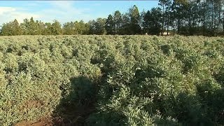 Une plante productrice de latex en Occitanie  le guayule [upl. by Mezoff25]