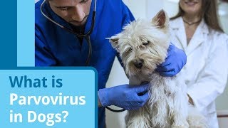 Parvovirus in Dogs Causes Symptoms and Treatment Options [upl. by Uoliram]