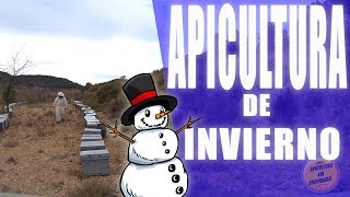 APICULTURA PARA PRINCIPIANTES 3 CONSEJOS BÁSICOS PARA EL INVIERNO [upl. by Lirbaj]