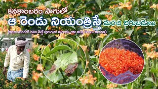 Crossandra Farming Flowers Farming  కనకాంబరం సాగులో ఆ రెండు నియంత్రిస్తే మంచి దిగుబడులు [upl. by Novek]