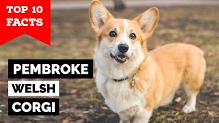 Pembroke Welsh Corgi  Top 10 Facts [upl. by Yasu130]