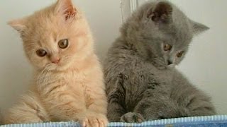 Animal Planet  Cats 101  British Shorthair [upl. by Trebloc]