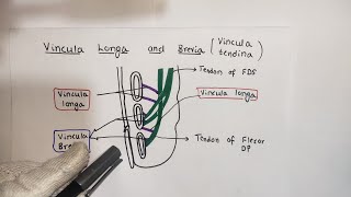 Vincula longa and Vincula Brevia  Upper Limb  Dr Ali  Doctor Z [upl. by Herodias]