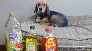 5 Best Home Remedies for Mange in Dogs AllNatural Treatments [upl. by Eyllib771]