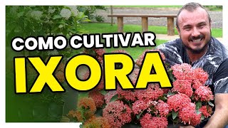 Como cultivar os diferentes tipos de IXORA  Dicas simples e fáceis [upl. by Yelmene]