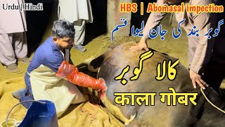 Abomasal Impection  HBS  Dr Mohsin [upl. by Grube875]