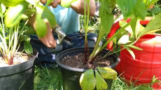 How to tidy up your hellebores after flowering [upl. by Belva670]