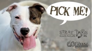 quotPICK MEquot  By the Stray Dogs and Dog House Adoptions [upl. by Nnateragram]