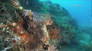 Coral Reefs amp Climate Change [upl. by Aubrie810]