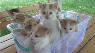 Kittens meowing too much cuteness  All talking at the same time [upl. by Kirat]